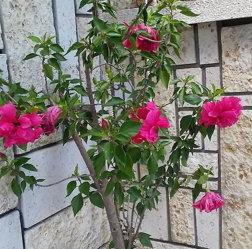 слънце Къща за гости